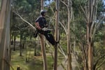 Grow Your Arborist Operation with Climb Right Tree Services