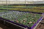 Invest and Grow with Easy Colour Wholesale Nursery