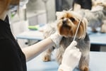 EXPRESS SALE - Pet Grooming at 9 locations in Metro Melbourne