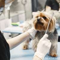 EXPRESS SALE - Pet Grooming at 9 locations in Metro Melbourne image