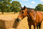 Established Rural Stockfeed Business + Property