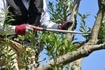 High-Performing Arborist Business | ~$1M Revenue | ~$400K+ EBITDA | Team in place