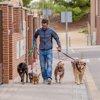 Very Enjoyable Business - Beautiful Pets image