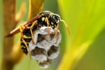 Bespoke Pest Control Business  Victorian High Country (North-East Victoria)