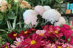 Established Florist & Giftware Business WIWO