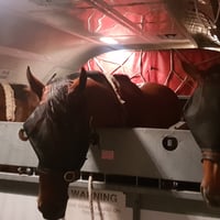 Specialist Race Horse Air Transport Business - Melbourne image