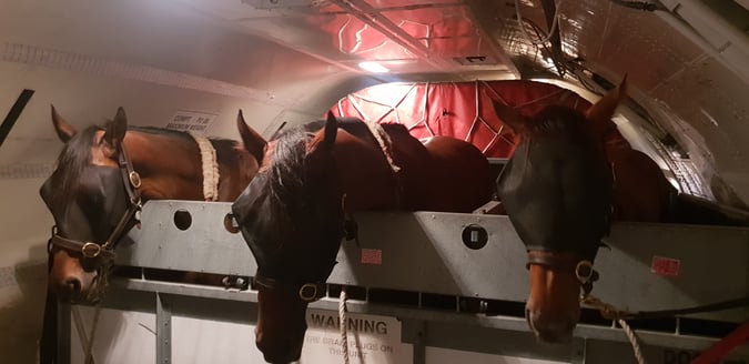 Specialist Race Horse Air Transport Business - Melbourne