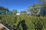 Central to North Queensland Wholesale Nursery  Strategic Add on or Lifestyle Business