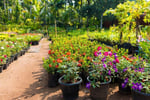 Wholesale & Retail Nursery | Established Perennials Nursery Opportunity | VIC