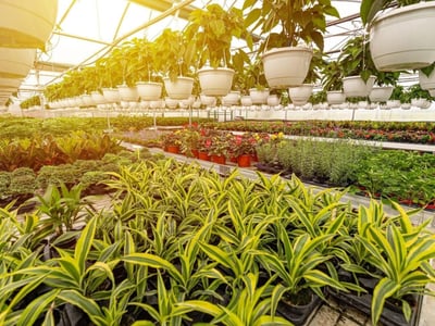 Horticulture, Nursery and Agriculture Businesses for Sale. image
