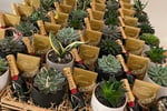 Succulent Surprise - Established Online Plant Store and Gifting Brand - National Opportunity