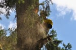 Grow Your Arborist Operation with Climb Right Tree Services
