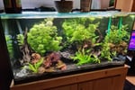 Established Aquarium Maintenance Business - Sydney, NSW