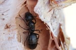 Online Store Specialising in Insects / Bugs for Pets - Adelaide, SA