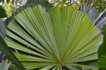 Exotic Wholesale Nursery + Freehold Land | Sunshine Coast | $2M Sales, $402K Profit.