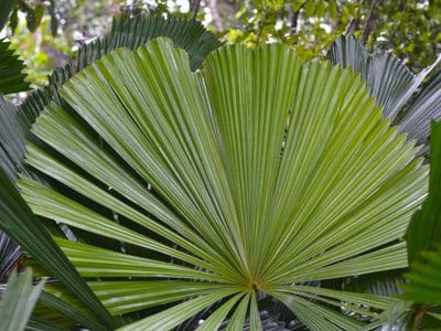 Exotic Wholesale Nursery + Freehold Land | Sunshine Coast | $2M Sales, $402K Profit. image