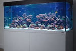 Established Aquarium Maintenance Business - Sydney, NSW