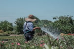 Wholesale Plants -  45years One Owner