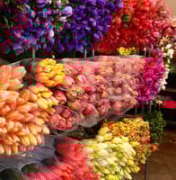 Well Established Flower Wholesale Business - Ref: 10237 image