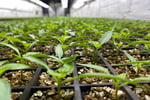 Hydroponic Vegetable Crop Farm - Land, Buildings & Machinery