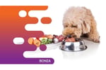 36340 Profitable Raw Pet Food Business - High Demand 