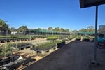 Central to North Queensland Wholesale Nursery  Strategic Add on or Lifestyle Business