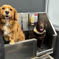 Dog Grooming Salon and Pet Supplies Store - Windradyne, NSW image