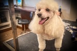 DOG GROOMING BUSINESS