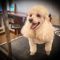 DOG GROOMING BUSINESS image