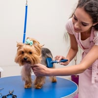 Modern, Newly Renovated Pet Grooming Salon  Fast-Growing, Sutherland Shire image