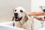 Thriving Luxury Mobile Dog Grooming Business - MW1519