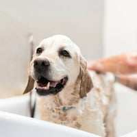 Thriving Luxury Mobile Dog Grooming Business - MW1519 image