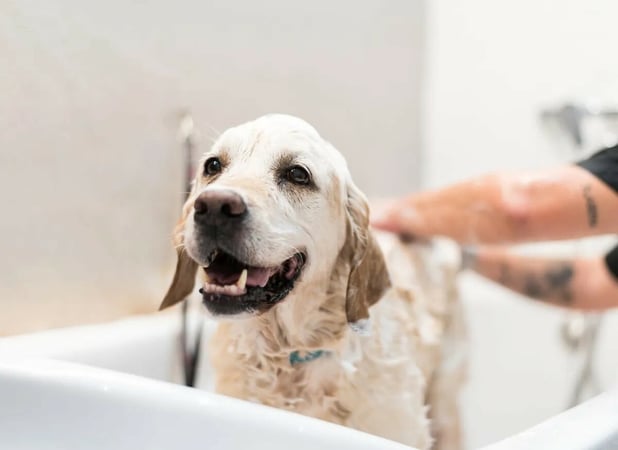 Thriving Luxury Mobile Dog Grooming Business - MW1519