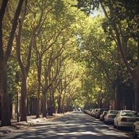 Profitable Tree Protection Paving Business image