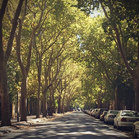 Profitable Tree Protection Paving Business