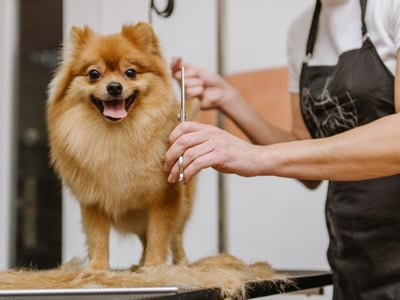 Ref: 238 Pet Grooming Salon Sutherland Shire - Semi-Managed, High-Profit, New 3+3 Year Lease image