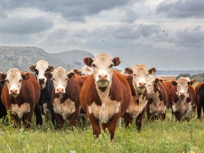 Australia\'s Progressive & Innovative Meat Exporters - 5875 image