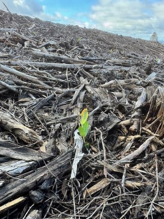 G & S PLANTATION SERVICES PTY LTD