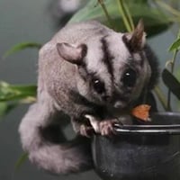 Profitable Pest Control Business for Sale image