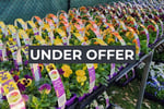 Invest and Grow with Easy Colour Wholesale Nursery