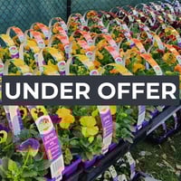 Invest and Grow with Easy Colour Wholesale Nursery image
