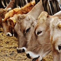 PREMIUM FEED MANUFACTURING BUSINESS FOR SALE image