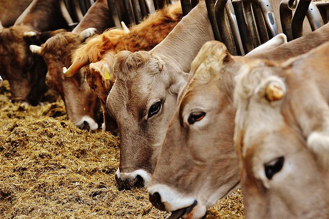 PREMIUM FEED MANUFACTURING BUSINESS FOR SALE