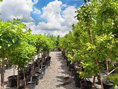 WELL ESTABLISHED METRO NURSERY BUSINESS image