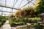 Wholesale & Retail Nursery | Established Perennials Nursery Opportunity | VIC