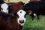 Australia\'s Progressive & Innovative Meat Exporters - 5875