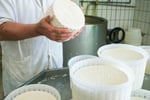 Artisan Cheese Factory & Cafe Business For Sale - Granite Belt