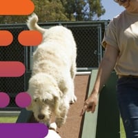 Established Dog Day Care & Grooming Business - SOLD image