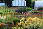 Wholesale & Retail Nursery | Established Perennials Nursery Opportunity | VIC
