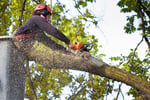 Highly Profitable Tree Servicing & Arborist Business - QLD